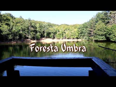 Video: La Foresta Come Area Naturale