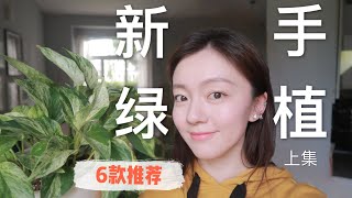 [EP01]六款新手室内绿植推荐 | 6 HOUSE PLANTS FOR BEGINNERS