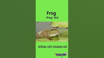 dạy bé học tên động vật việt - anh #english #englishvocabulary #tuvungtienganh #animals