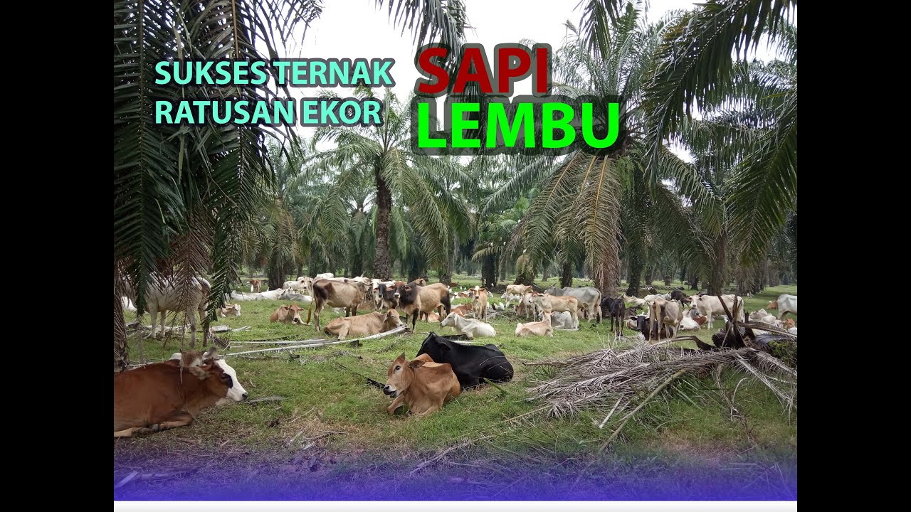 Sukses Ternak Ratusan Ekor Lembu (Sapi) Tanpa Ngarit || Sukses Ternak