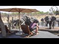 Elephants at somalisa pool