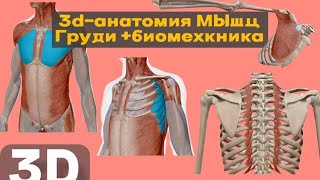 Как работают мышцы груди? 3D-анатомия от большой грудной до межрёберных + биомеханика