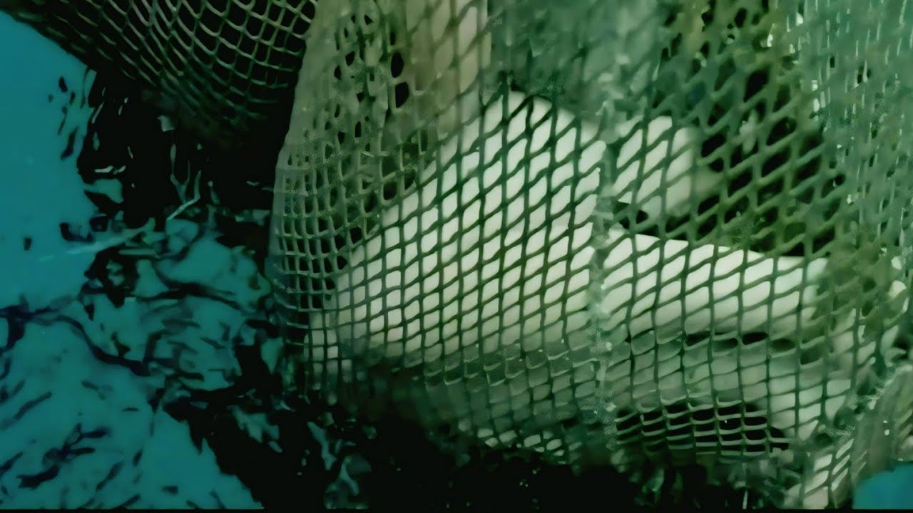 He Caught a Girl in His Net and Her Secret Changed Everything