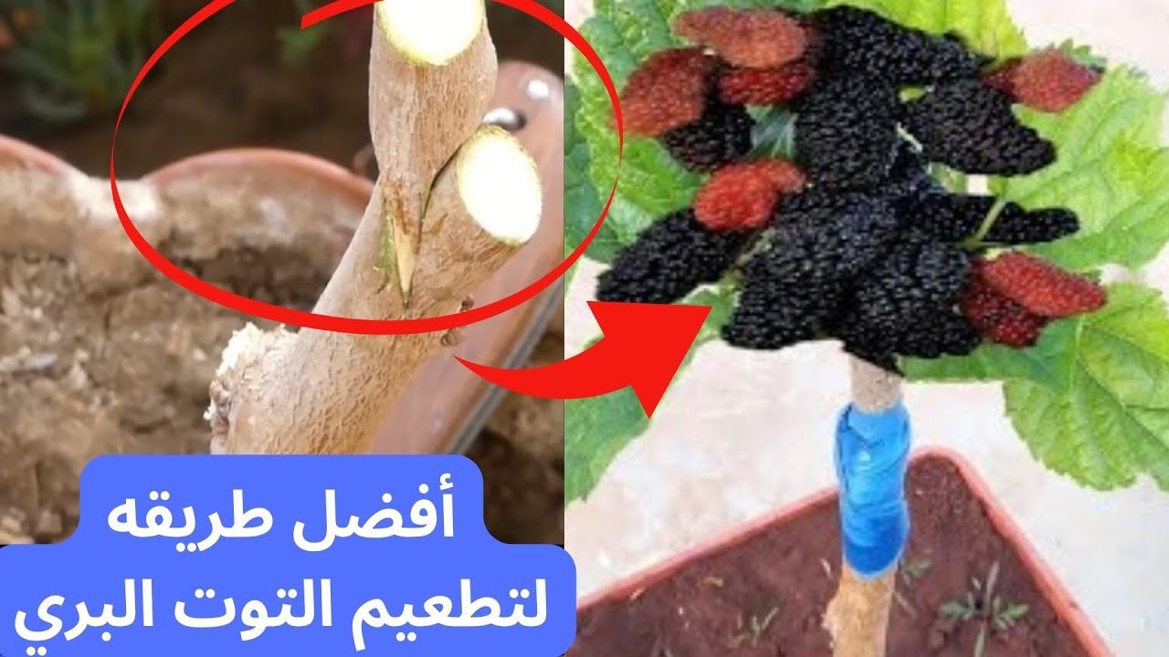 أفضل طريقه تطعيم التوت البري🌿مواعيد تطعيم أشجار التوت🌿#قناة_الظهرة_الفلاحية