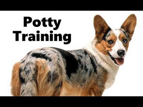 how do you potty train a corgi puppy