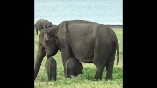 Twins Baby Elephants And Mother Elephant | 双子の赤ちゃんゾウと母親ゾウ | Elephant | Animals | Wildlife #Shoes