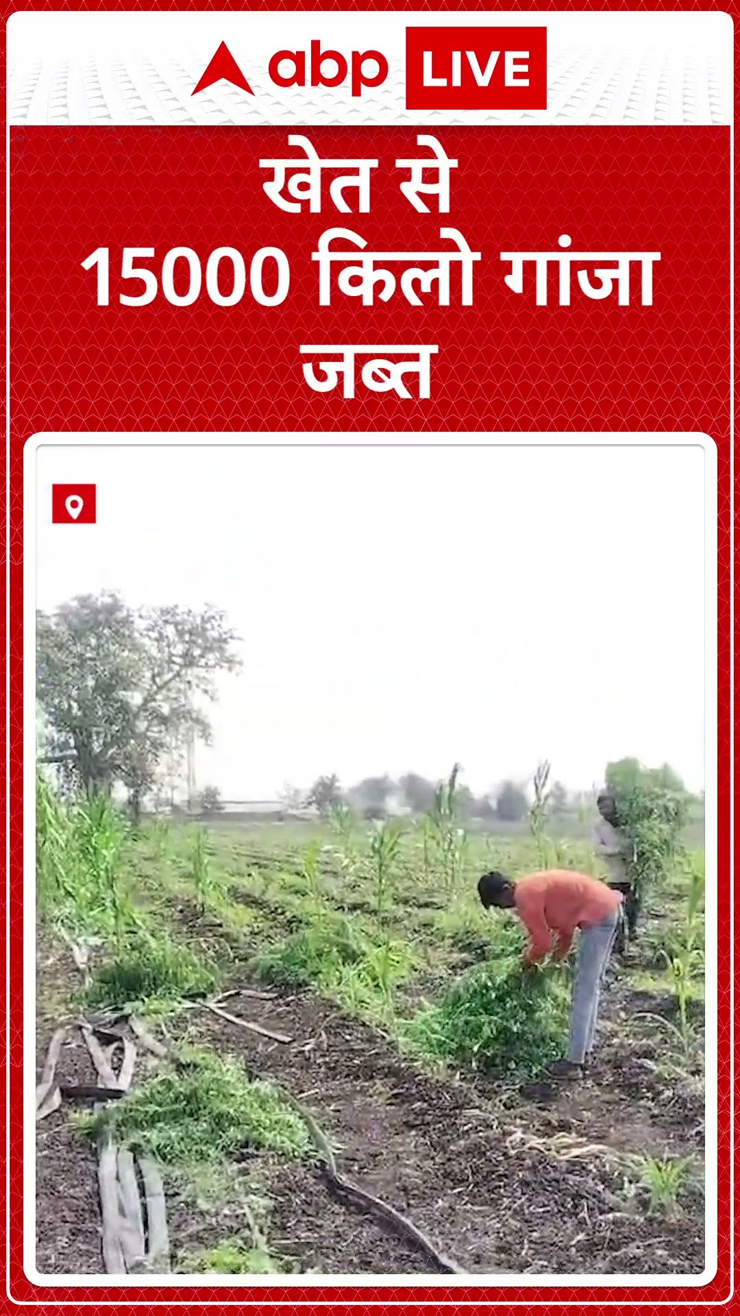 Maharashtra में किसान ने तीन एकड़ जमीन पर बोया गांजा, पुलिस ने 2 करोड़ का 15 हजार किलो माल जब्त