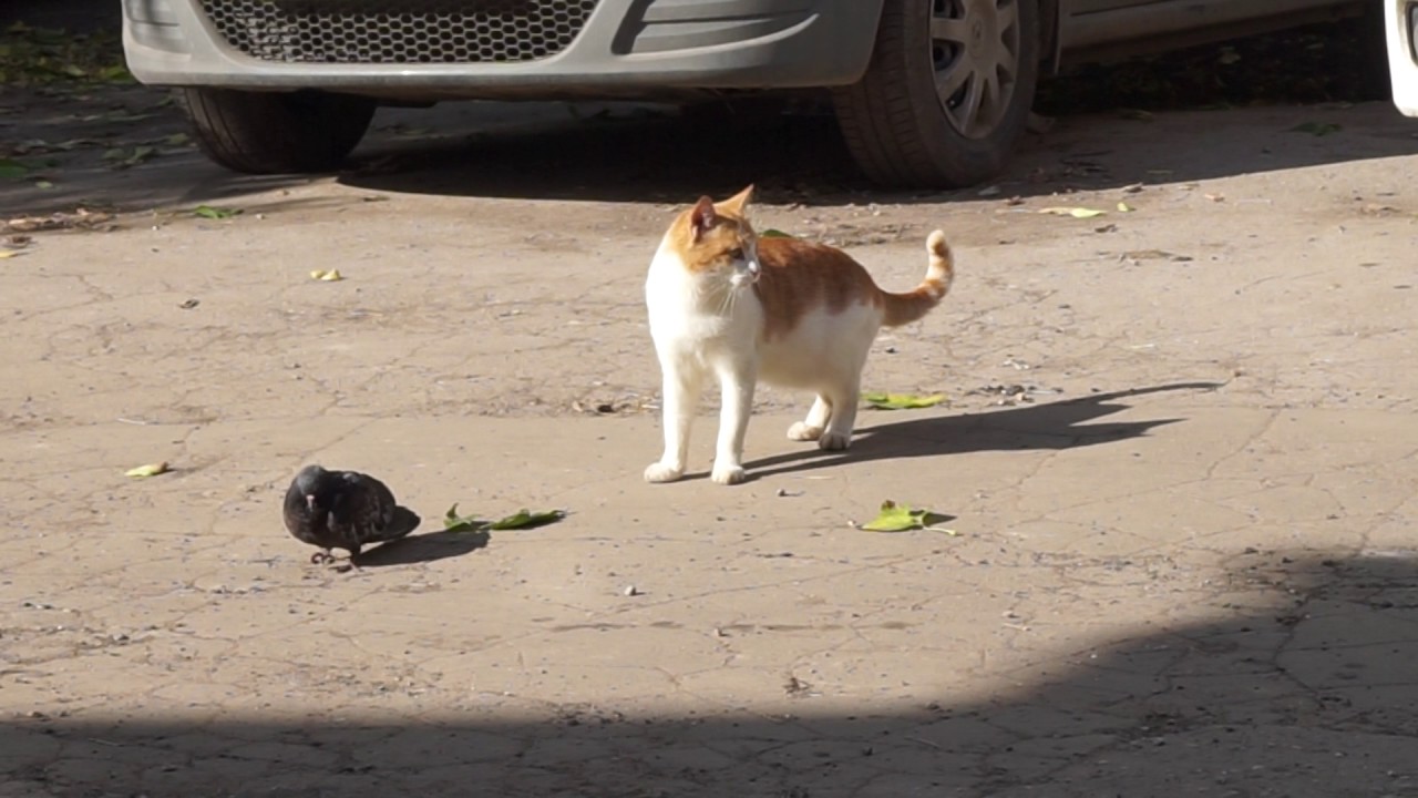 Кошки самарской погода на неделю