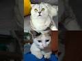 #cat #catreaction #collab #funnycats #funny #cats #catlover 😻😹🥰❤️ #subscribe #trending #viralvideo