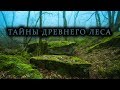 ТАЙНЫ ДРЕМУЧЕГО ЛЕСА... НАШЛИ КУЧУ ЦЕННЫХ НАХОДОК!!! В ПОИСКАХ КЛАДА И СОКРОВИЩ