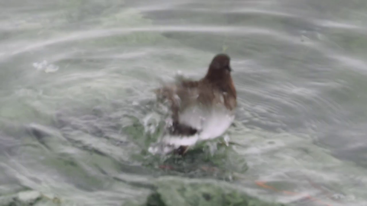 Black Turnstone bathing 