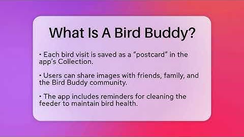 What Is A Bird Buddy? - Bird Watching Diaries