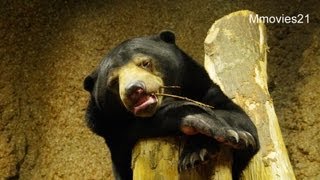 手先が器用なマレーグマ ウメキチ~Malayan Sun Bear