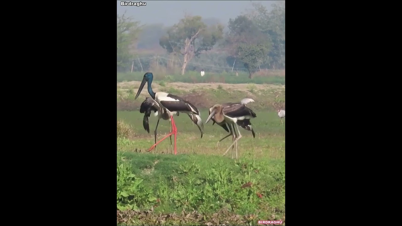 How did the Stork Parent feed their young? 