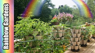 What's Growing in July?  Nasturtiums Blooming, Tomatoes Setting, and More! Vertical & Sq Ft  Gardens