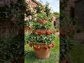 How to Build a DIY Tiered Strawberry Tower 🍓 (Space-Saving Hack!)