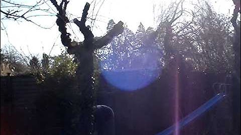 restoring old apple trees part 3