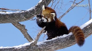 The winner is Red Panda~ついに勝利！レッサーパンダのホクト