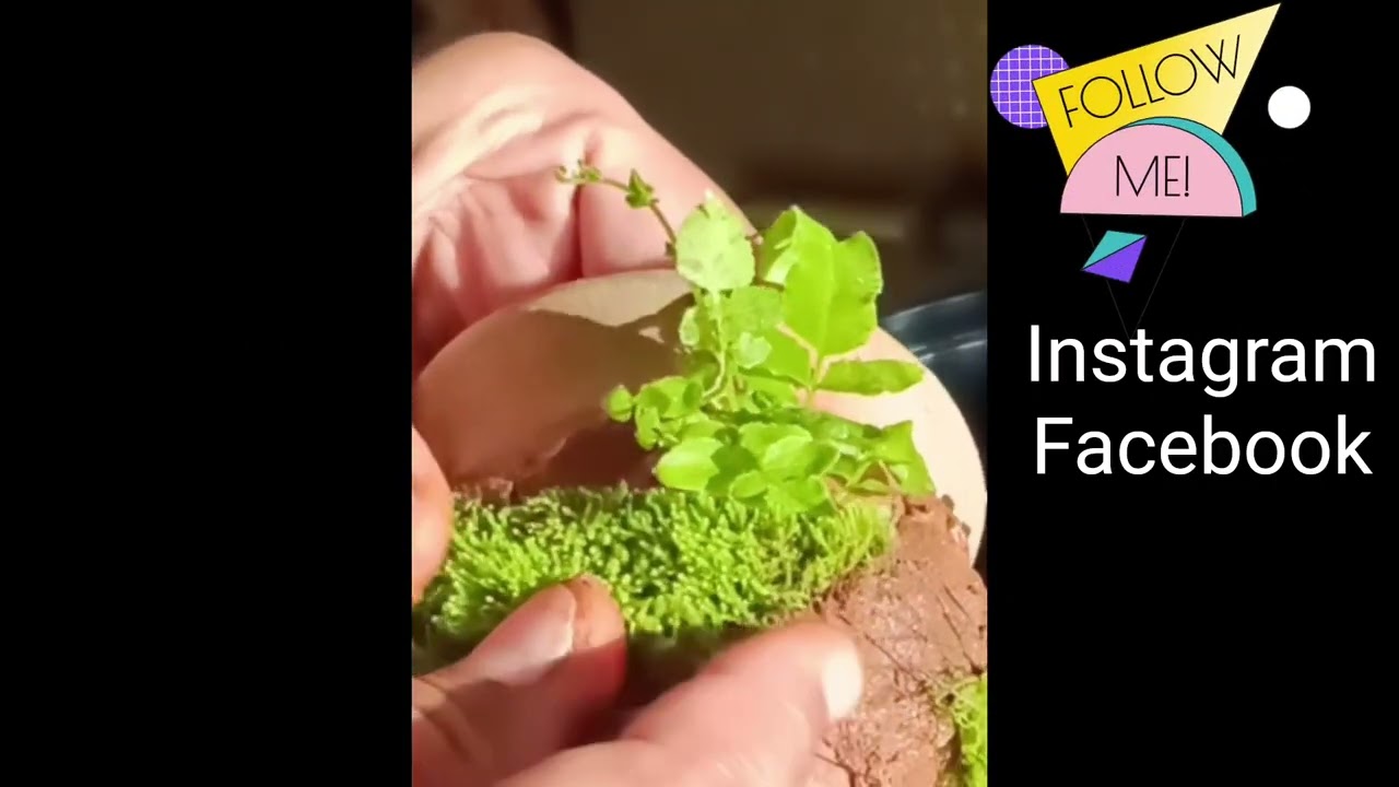 Terra planter technique 