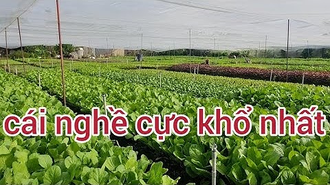 Trồng rau cái nghề cực khổ nhất