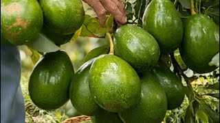 YA NO ESPERES AÑOS PARA PRODUCIR TUS PROPIOS AGUACATES 