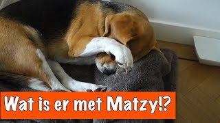 Arme Matzy Dierenpraattv