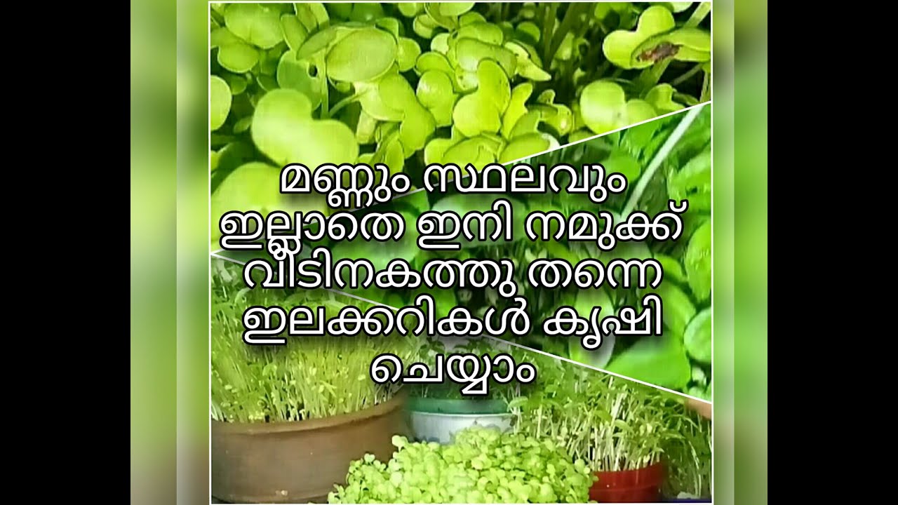 Microgreen plantation in malayalm| How to plant microgreens at home