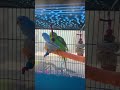 Female Budgie taking a bath #parakeet #budgies #parrot #birb #birds