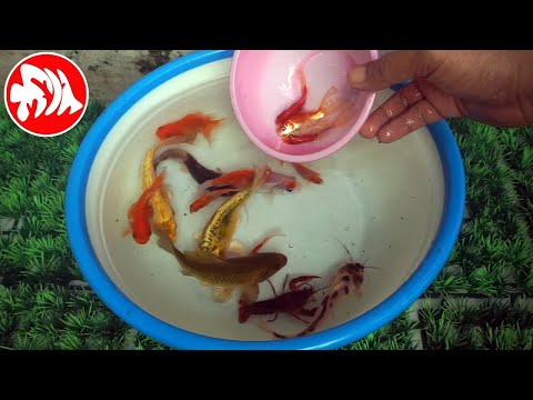 Ikan Mas dan Ikan Maskoki | FAUNA KITA