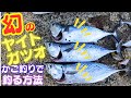 かご釣り編：和歌山のスーパー沖堤防! 幻のヤイトガツオが釣れる場所！