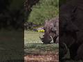 #seacreaturess #wildlife #animals #warthog #warthogs #warthogdefense#facts #factshorts #amazingfacts