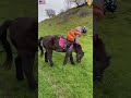 Funny kids and animals #kids #animals #funnyvideo #foryou #fypage