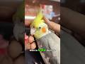 Your Cockatiel Is Secretly Scared of You... 😳#cockatiel #viral #bonding #shorts #pet