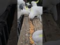 Too Many Cockatoos to Count! Raven &amp; Rosella Outnumbered 🦜💥