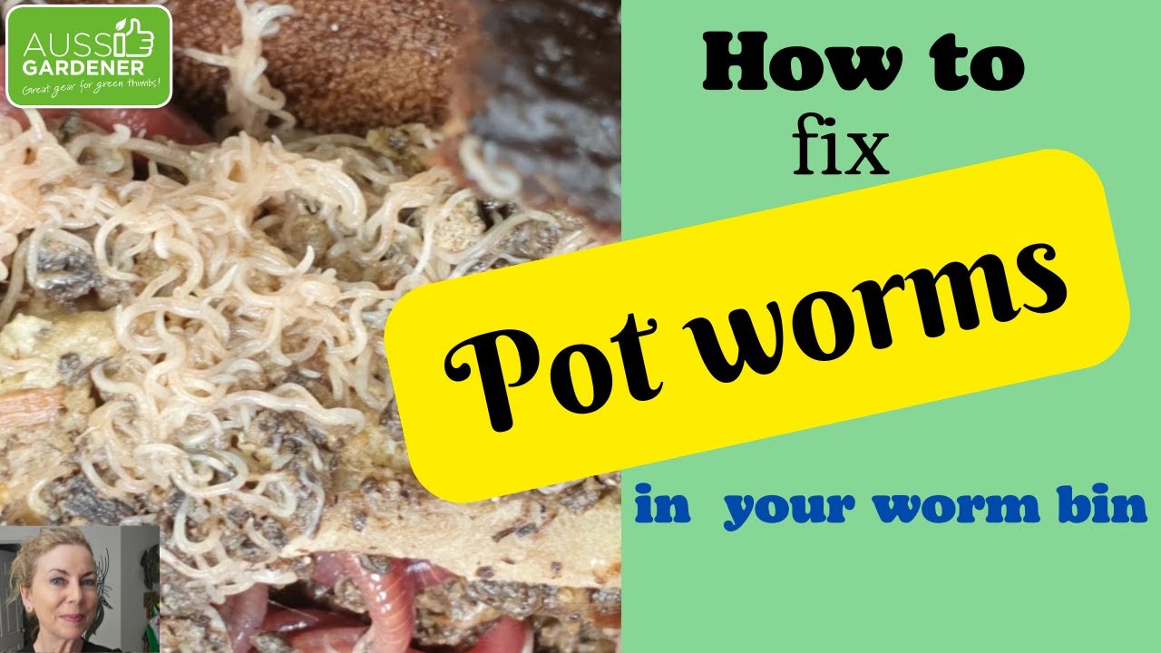 Заражение горшечными червями на вашей червячной ферме?