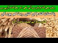 Wheat rate in punjab 2023wheat rate todaybusiness ideas ahsan ayaz559