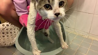First bath challenge from a stray cat