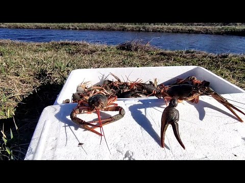 Сколько живут раки без воды ??? Отправка раков новой почтой... Жизнь У Пруда