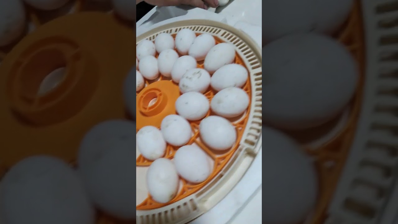 Temu inkubator i jaja Leghorn 