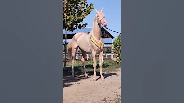 Forest Animals حيوانات الغابه 