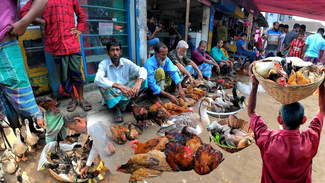 Цены на домашних уток, гусей и китайских уток на этом рынке в сельской местности округа Чар | Сел...