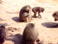 Baboon Oral Sex