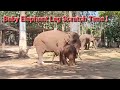 Baby and Mother Elephant at Chiang Mai Elephant Friends - Thailand!!