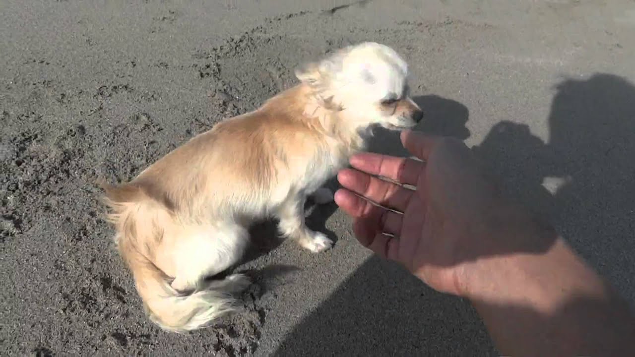 The Beach Dogチワワ女の子11 04 28 Youtube