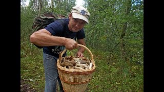 Просто сходил в воскресенье за грибами. Странная история с мухой. Просто сходил в воскресенье за грибами. Странная история с мухой.