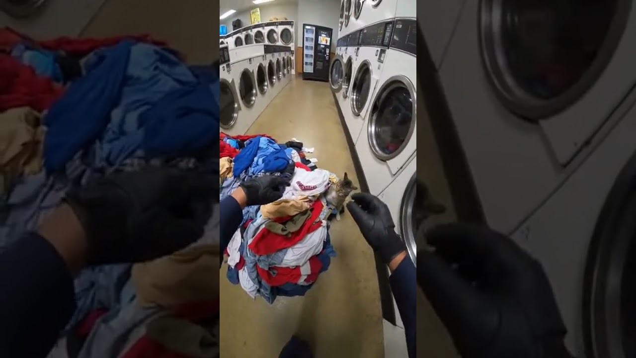 Furious Cat Hijacks Laundromat
