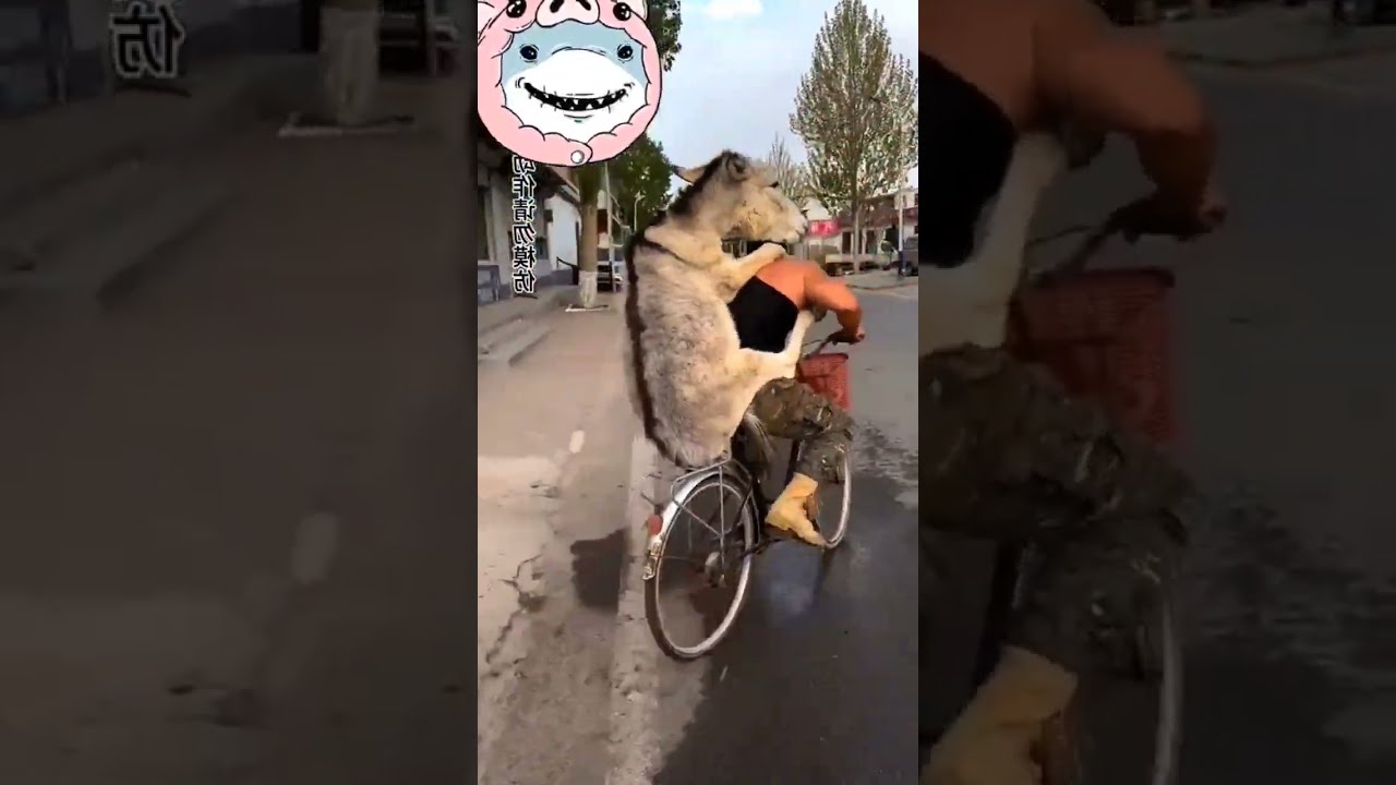 THe MaN Carrying Donkey On Bicycle Funny
