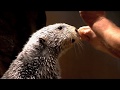 Cute sea otters at Georgia Aquarium