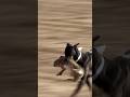 Hunting Dog vs Rabbit / Greyhound Racing Dogs @ExplorePotohar #greyhound