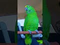 Amazon parrot talking about the important issues #parrot #talkingparrot #aves